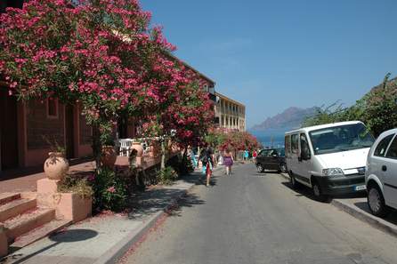 Lauriers roses fleurissant la rue