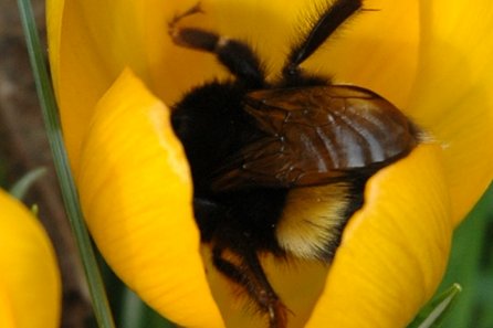 Bourdon dans un crocus jaune